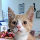avatar Anni