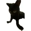pfyvejre