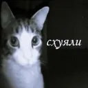 nya_s1mon