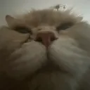 yujienx