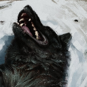 avatar D'rash Goldenfang