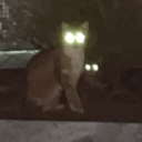 avatar Taubsie