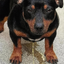 avatar ВецаПрецел