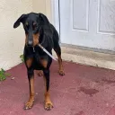 jdmpapii