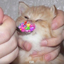 Discord Avatar