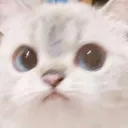 cinamorol