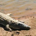 musiccroc