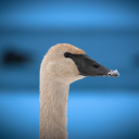 avatar Goose Chalupa (but merry)