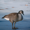 avatar Goose Chalupa