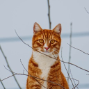 avatar Goose Chalupa