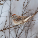 avatar Goose Chalupa (but merry)