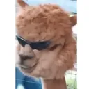 Son Apollo's Avatar