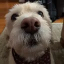 deviouscooper