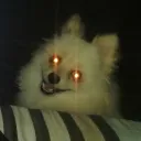 shizogun