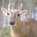 tekoony