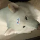 doggity