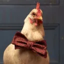 dyellibeybi