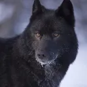 lostalphawolf