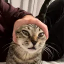 sammysif