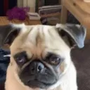 xxpugsb4drugsxx