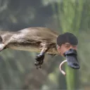 goboyboy