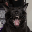 bumdacat