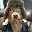 happypuppy20