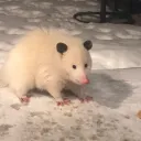 rozap