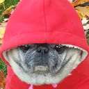 pekinwoof