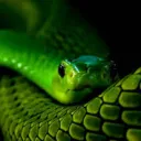 snake2233