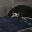 swoggerslol