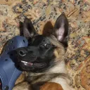 dogwart