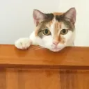 hatsunika