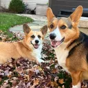 corgii_butts