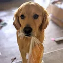 purebreadted