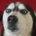 silverchaosking