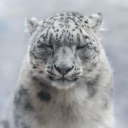catofficial's Avatar