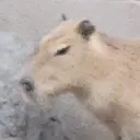coconuttdoggy