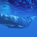 💛💙 Zabijak 💛💙