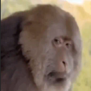 avatar JuvenileAlien