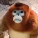 mulinha3ntupada