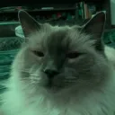winyarnblue