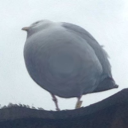thiccseagull