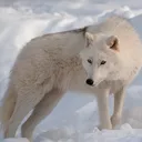 awolfnamedoreo3519