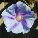 cornflowercrayon