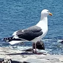 poxmachanur