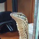 drakaiju2000