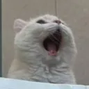 noxalyss