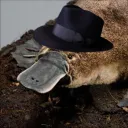nyawalking