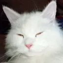jjaiho